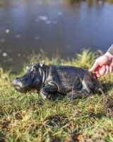 Cast Aluminium Harriet Hippo Garden Sculpture by the water