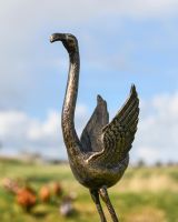 Close-Up of Lesser Flamingo with Wings Open
