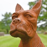 Close-up of the Boxer Dog"s Face