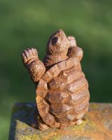 Close Up of Rustic Tortoise Shell  Close Up of Rustic Tortoise Shell