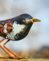 Charming Chaffinch Steel Bird Sculpture Close up Head