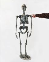 Chrome Skeleton Scale Image