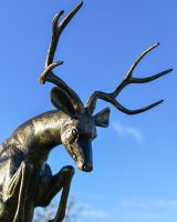 Close-up of the Head on the Rutting Stag