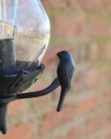Close up on bird on garden wall light