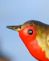 Charming Robin Steel Bird Sculpture Close up head