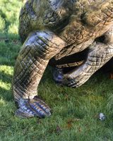 Close up of Alligator leg