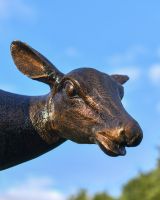 Close Up Of Doe Sculpture  Close Up Of Doe Sculpture