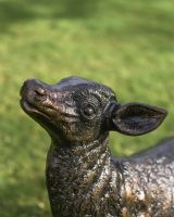 Close Up Of Does Face 