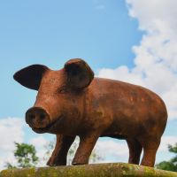 Rustic Cast Iron Pig Sculpture- Extra Large in Garden 