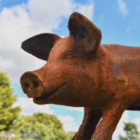 Close up of Cast Iron Pig Sculpture 