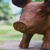 Close up of Pig Snout 