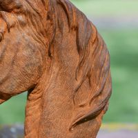 Close up of Horse Mane 