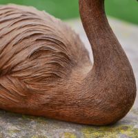 Close up of Flamingo Body Close up of Flamingo Body