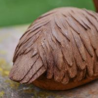 Close up of Flamingo Feathering Close up of Flamingo Feathering