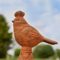 Close up of Bird with Crown  Close up of Bird with Crown