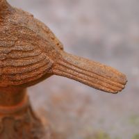 Close up of Bird Tail Feathers 
