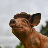 Close up of Pig Face and Hat Close up of Pig Face and Hat