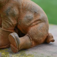 Close up of rear of pig with boots Close up of rear of pig with boots