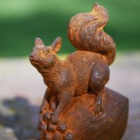 Close up of Squirrel on Acorn 