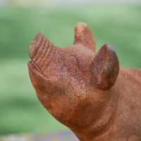 Close up of Pig Head 