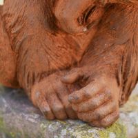 Close up of Monkey Feet & Hair 