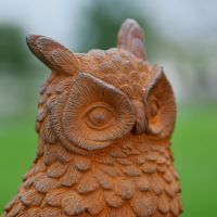 Close up of Owl Head and Feathering 
