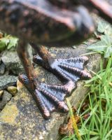 Copper and Bronze Pelican statue feet Copper and Bronze Pelican statue feet