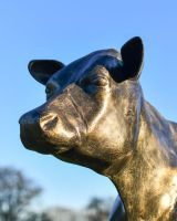 Close up of Bronze "Daisy" Standing Cow Sculpture Head
