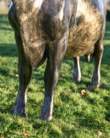 Close up of Bronze "Daisy" Standing Cow Sculpture Front Leg