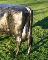 Close up of Bronze "Daisy" Standing Cow Sculpture tail