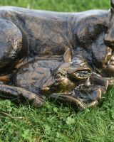 Close up of Fawn with Doe 