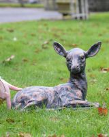 Verdigris "Blossom" the Doe Sculpture with hand inj shot to reference scale