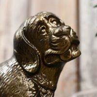 Close up of comical dogs face Close up of comical dogs face