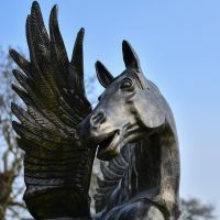 Close up of horse head and wings 