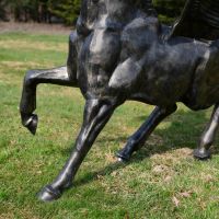 Close up of Pegasus Legs 