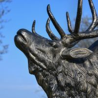 Close up of Elk Head