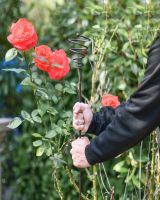 Spiral natural steel plant support - 5ft in situ