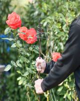 Whirlpool Natural Steel Plant Support- 5FT Main