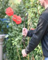 Spiral Hook Natural Steel Plant Support- 5FT Main