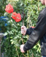 Spiral Knot Natural Steel Plant Support- 5FT Main 