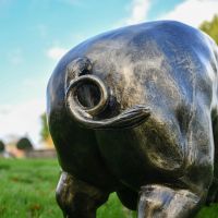 Close-Up of the Pig Tail Close-Up of the Pig Tail