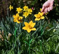Scale image of steel hand painted garden decoration