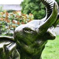 Close-up of the Face of the Elephant