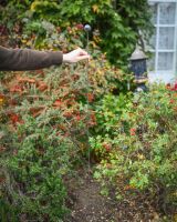 Far away scale shot of suncatcher lawn stake