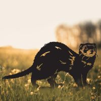 Ferret Silhouette in Situ in a Field