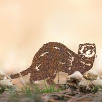 Ferret Silhouette in Situ in a Field Ferret Silhouette in Situ in a Field