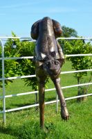 "Dumana Plains" Wrought Iron Cheetah Sculpture "Dumana Plains" Wrought Iron Cheetah Sculpture