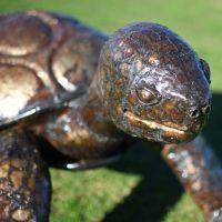 Close-up of the Detail on the Tortoise"s Face