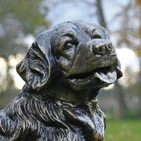 Close-up of the Detail on the Golden Retriever"s Face