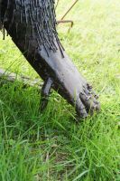 “Lady Thombury” Cross River Gorilla Garden Sculpture “Lady Thombury” Cross River Gorilla Garden Sculpture